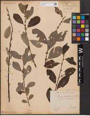 Foto von Salix aurita L. x Salix cinerea L.